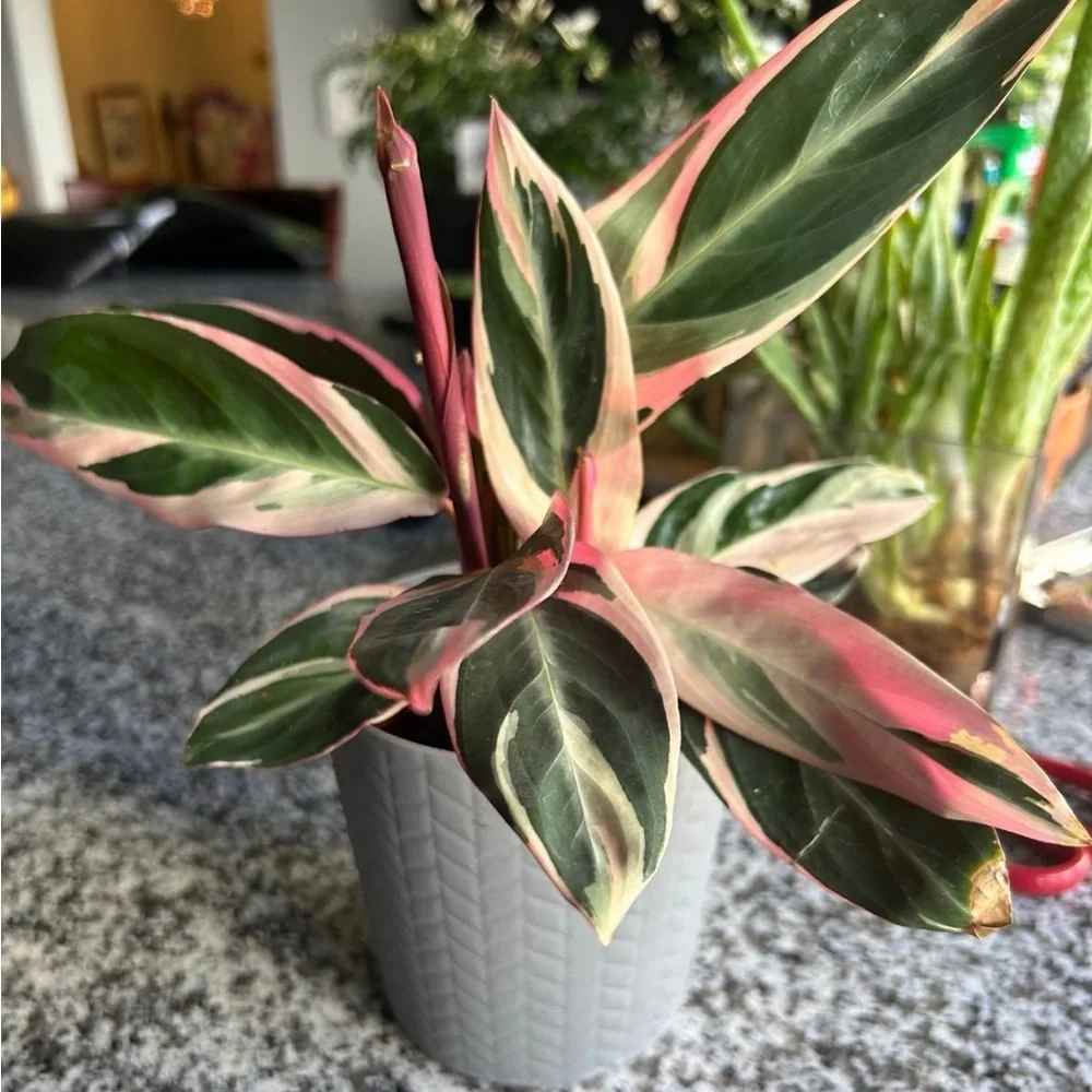 N/A stunning colors